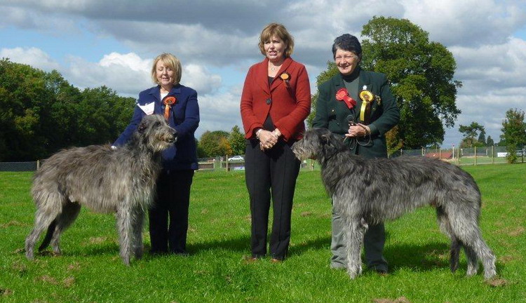 BOB & BOS Deerhound Club Breed Show 2009